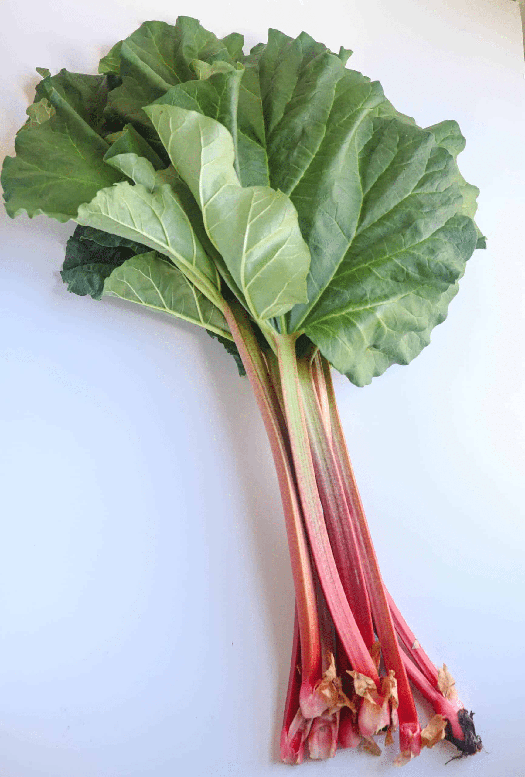 fresh rhubarb on white surface.  