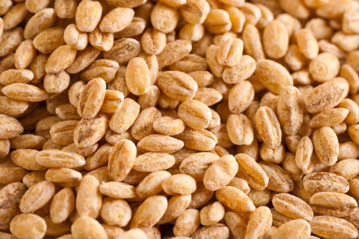 uncooked wheat berries.